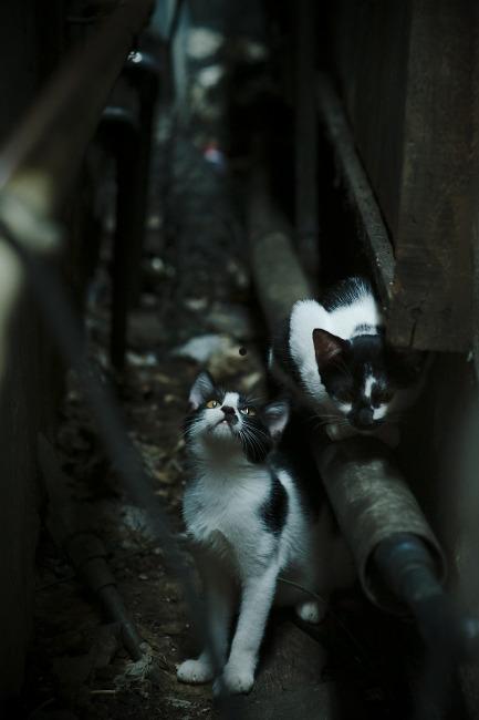 1905影片怎么下载安装